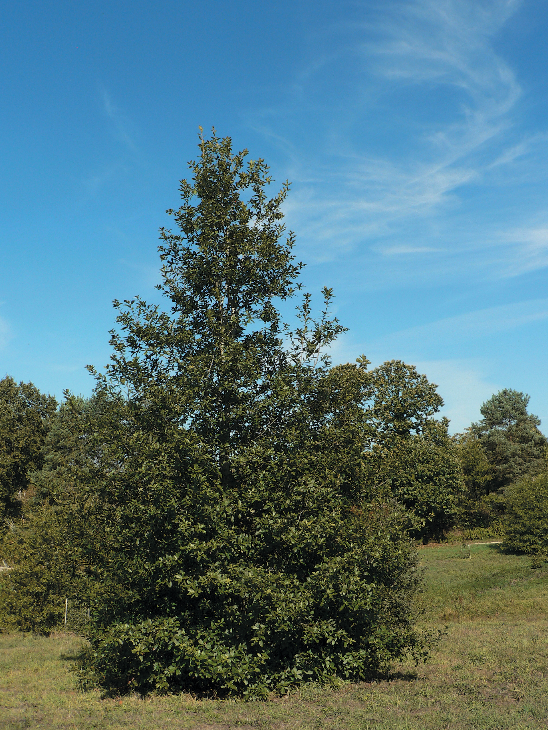 A color photo of a loquat oak.