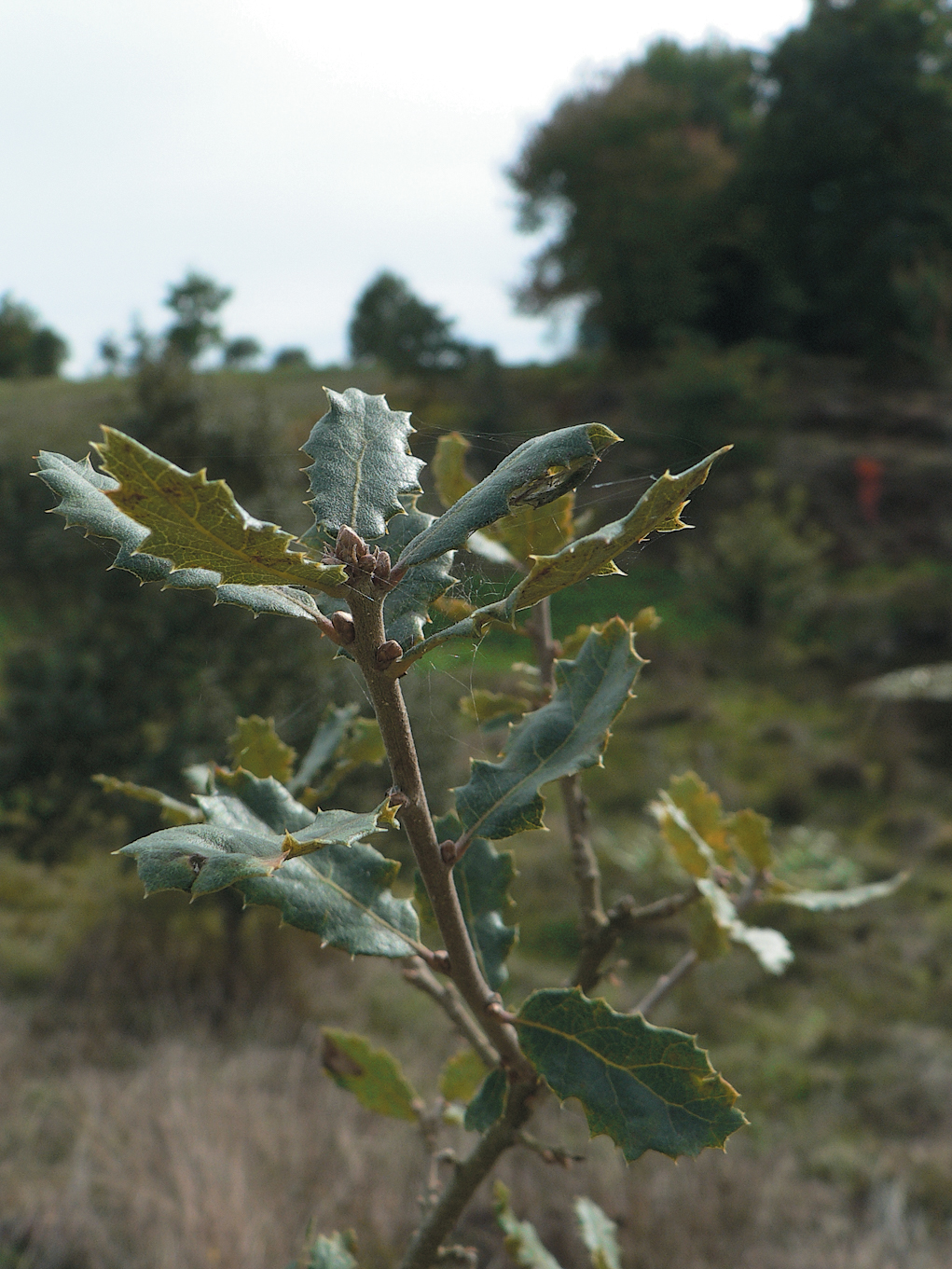 A color photo of Quercus cornelius-mulleri.