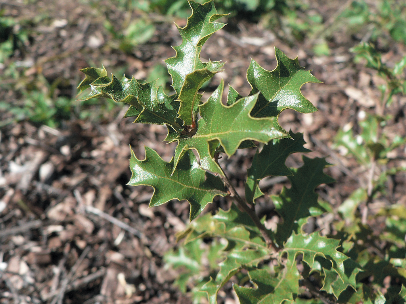 A color photo of Quercus deliquescens.