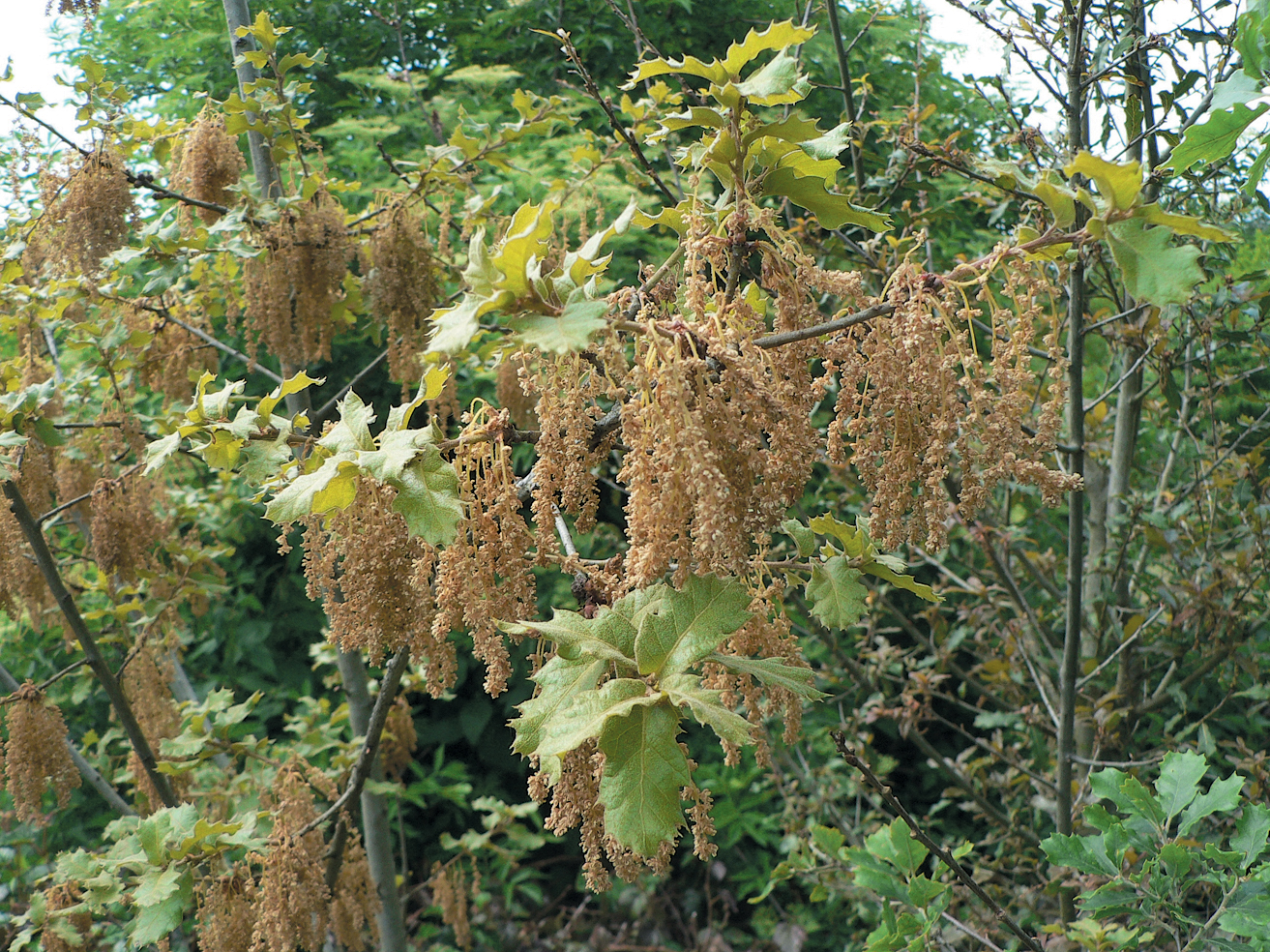 A color photo of flowers on Q. hintoniorum.