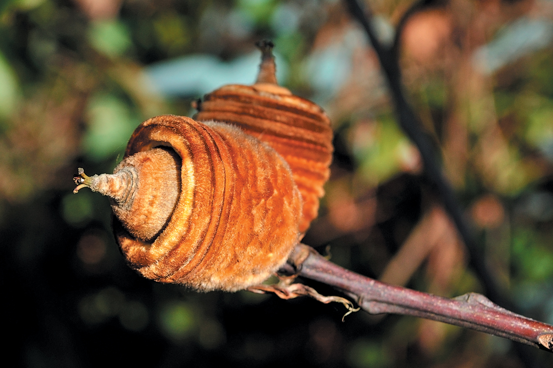 A color photo of an acorn with a fuzzy casing on an Asian oak.