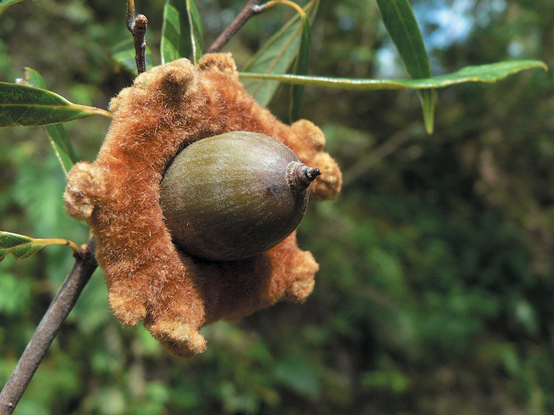 A color photo of an acorn with a fuzzy cap on an Asian oak.