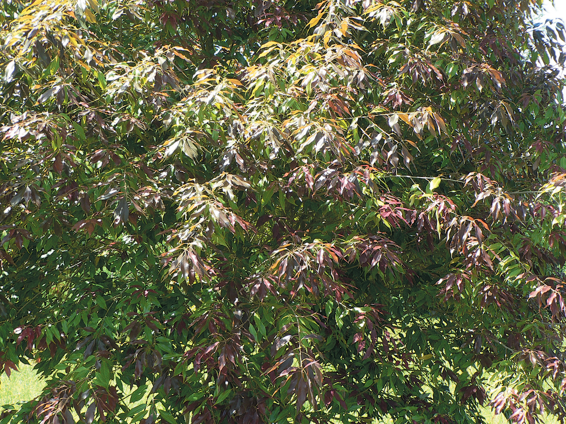 A color photo of Q. salicina.