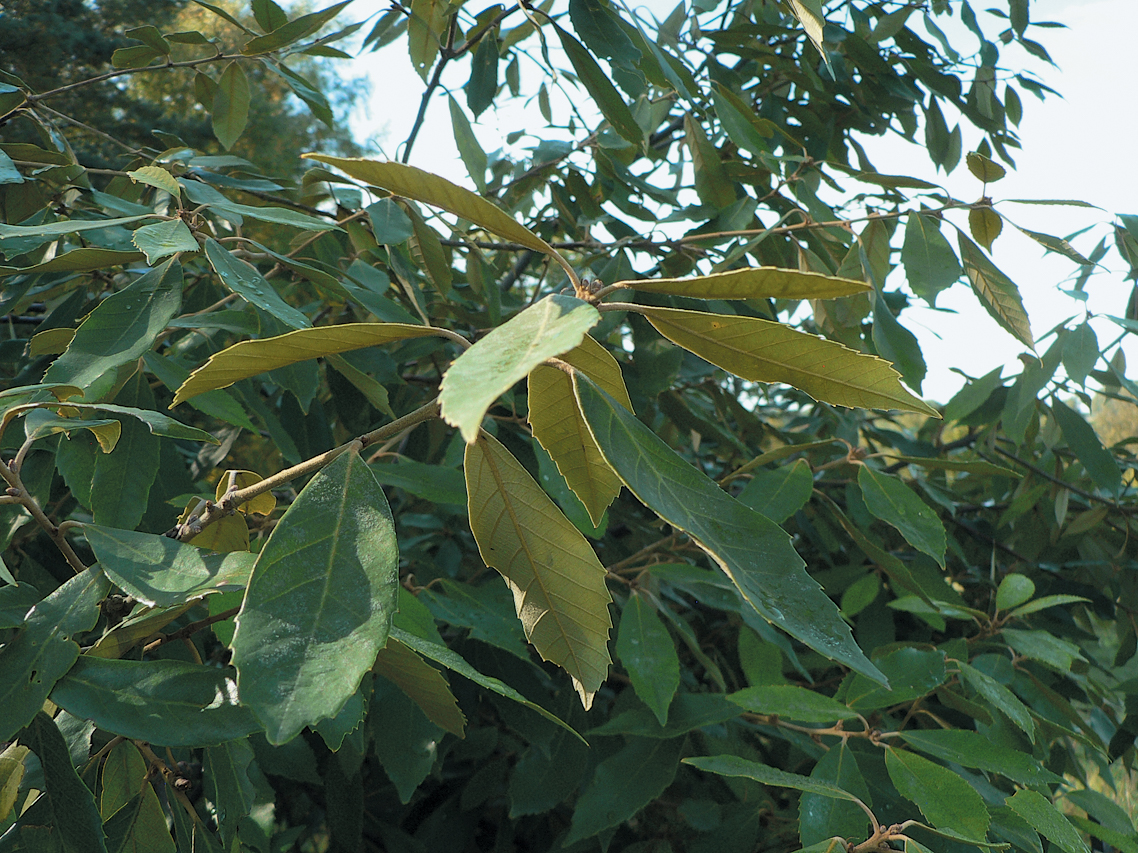 A color photo of Q. gilva.