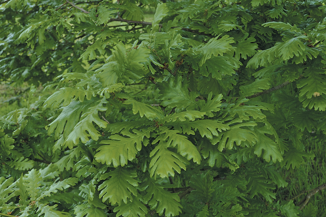 A color photo of Quercus frainetto.