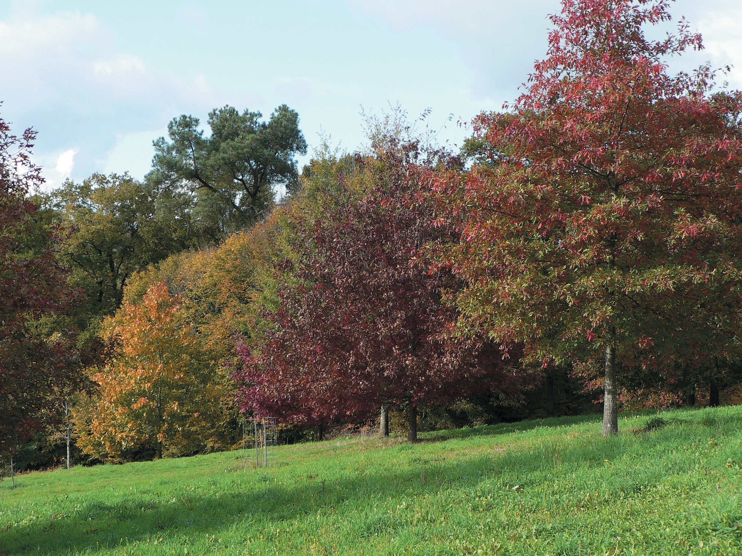 A color photo of several North American oaks.