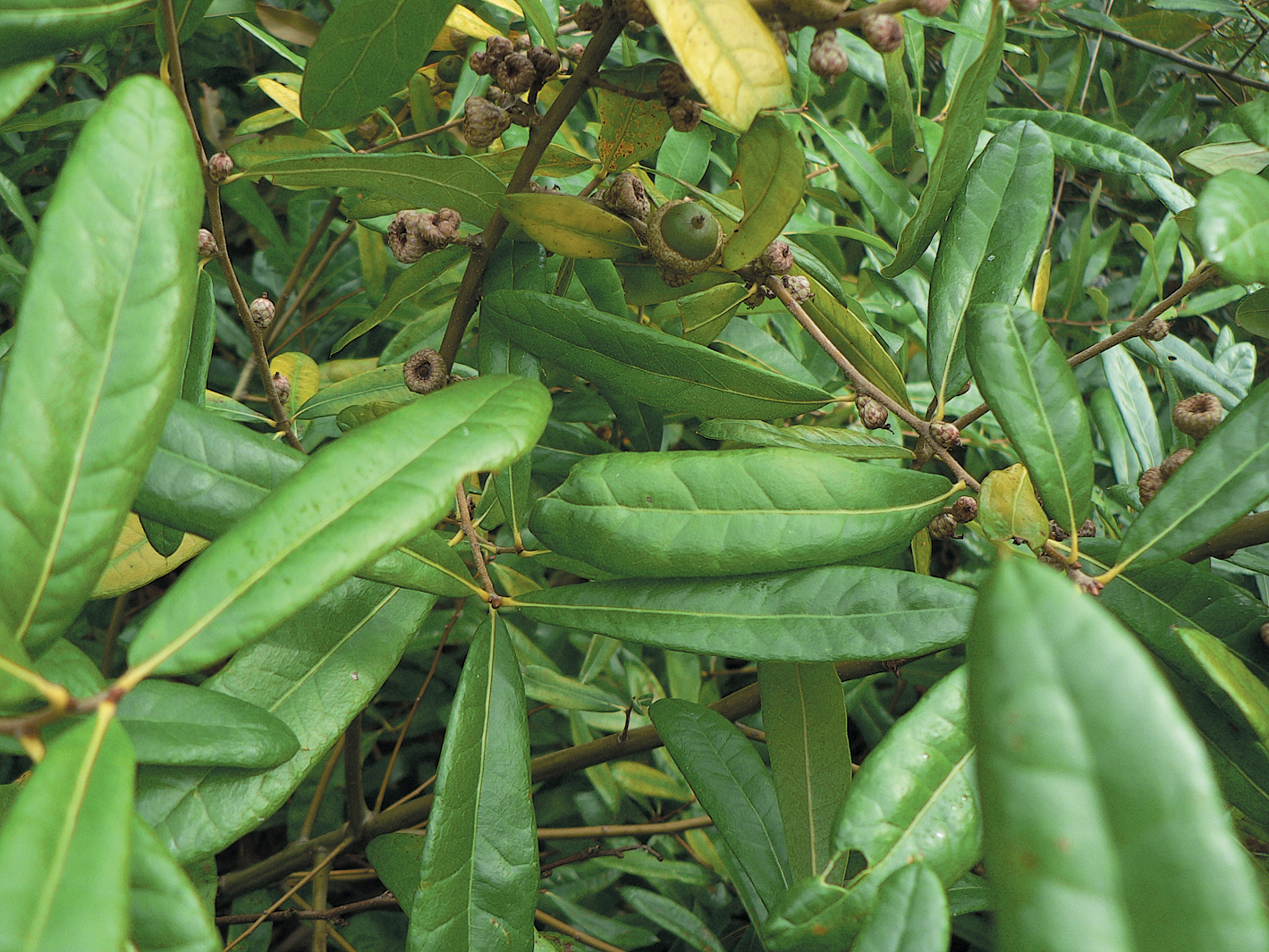 A color photo of runner oak foliage.