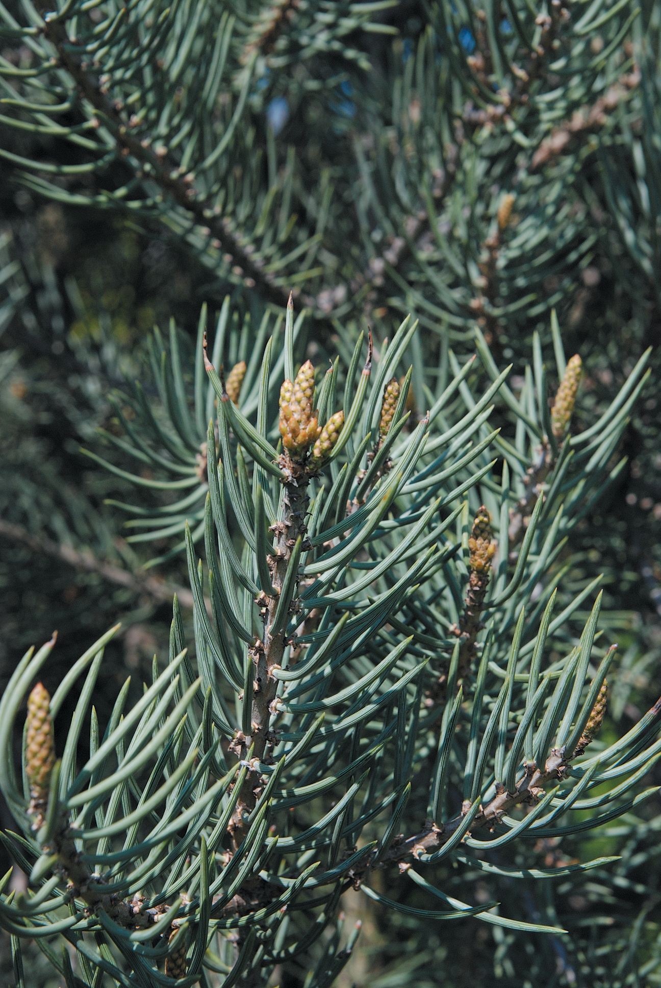 A close-up color photo of Pinus monophylla.