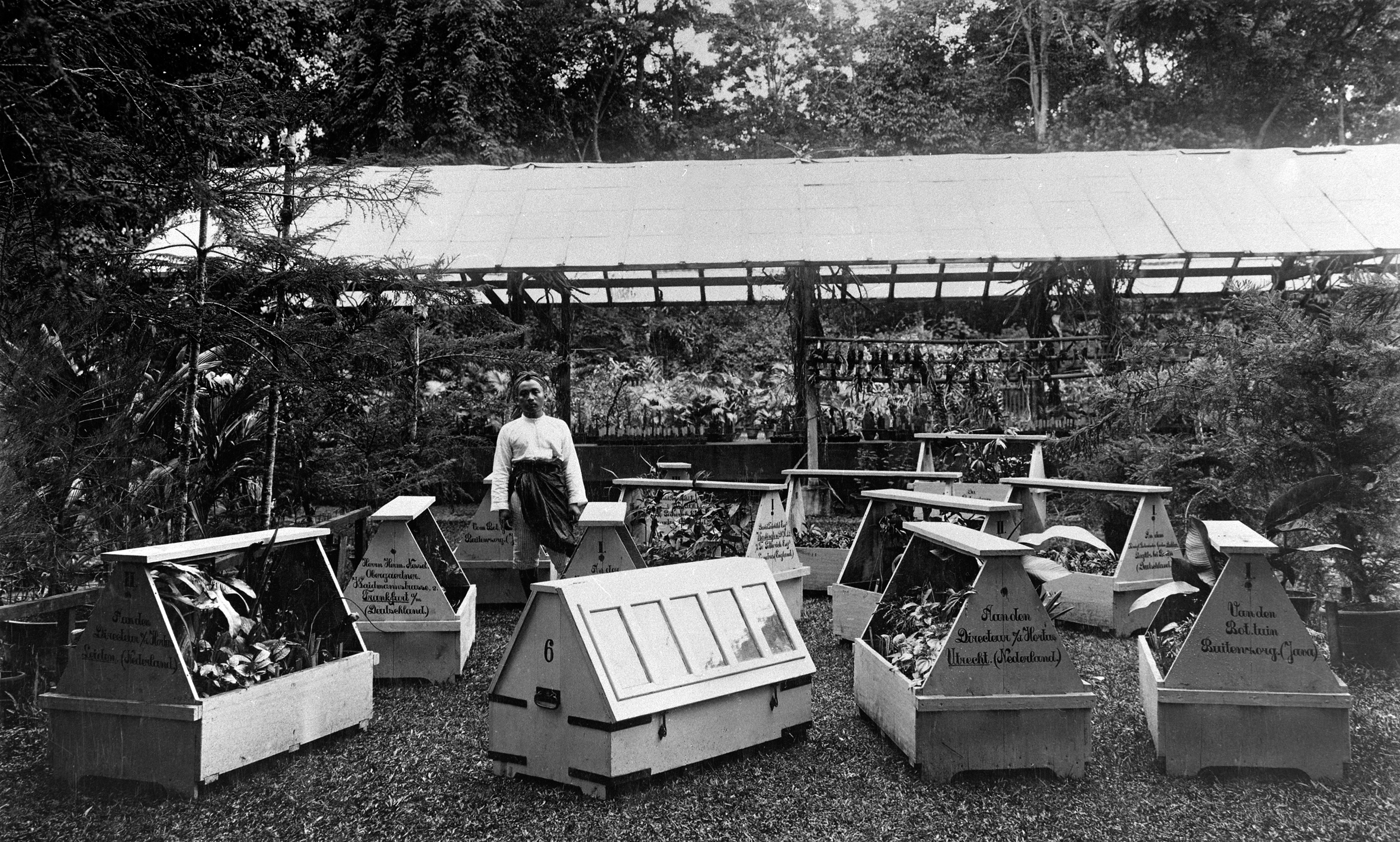 A black and white photo of Wardian cases at the Buitenzorg Botanic Gardens, Java.