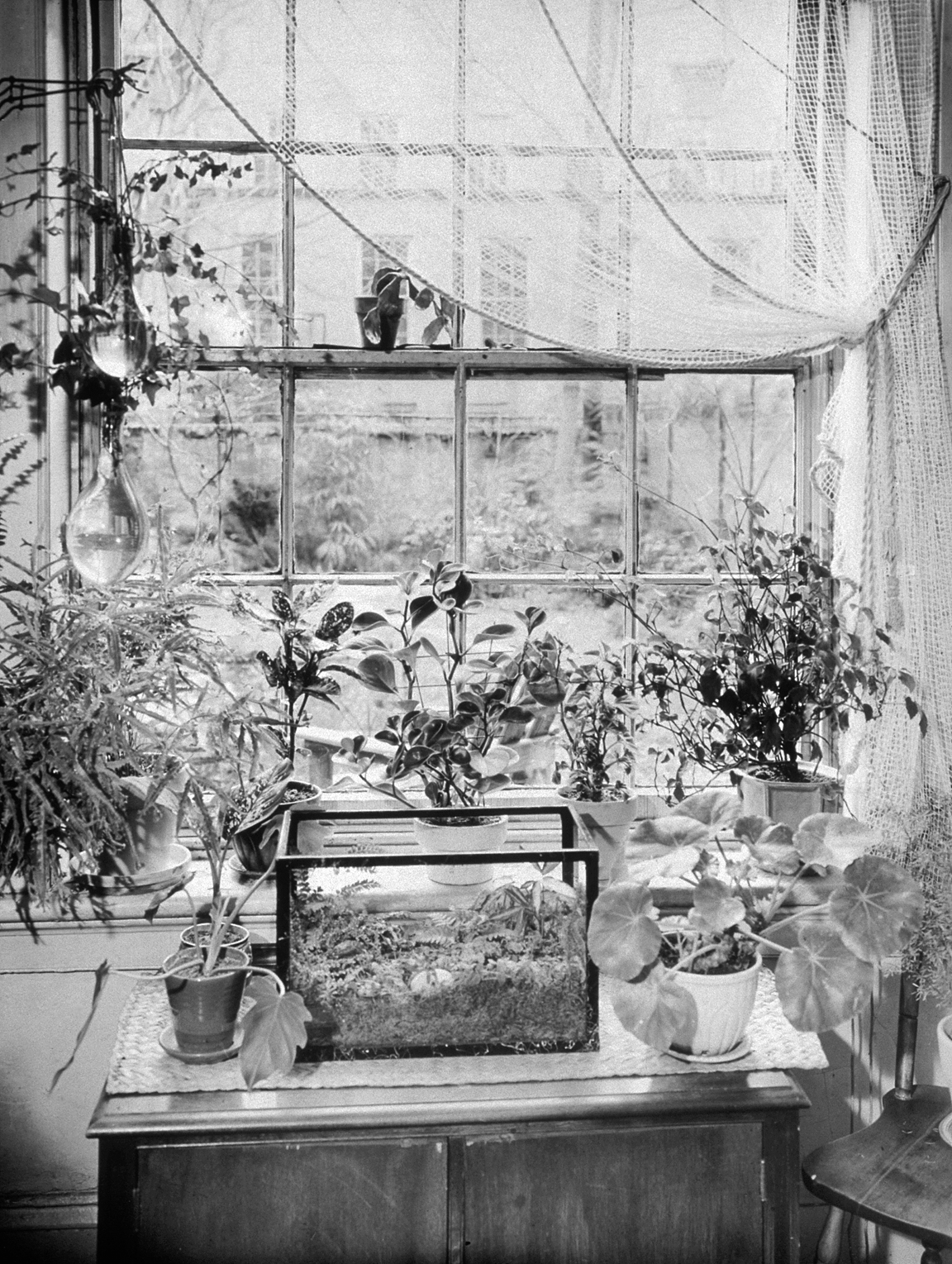 A black and white photo of an apartment window with flower pots and a terrarium.