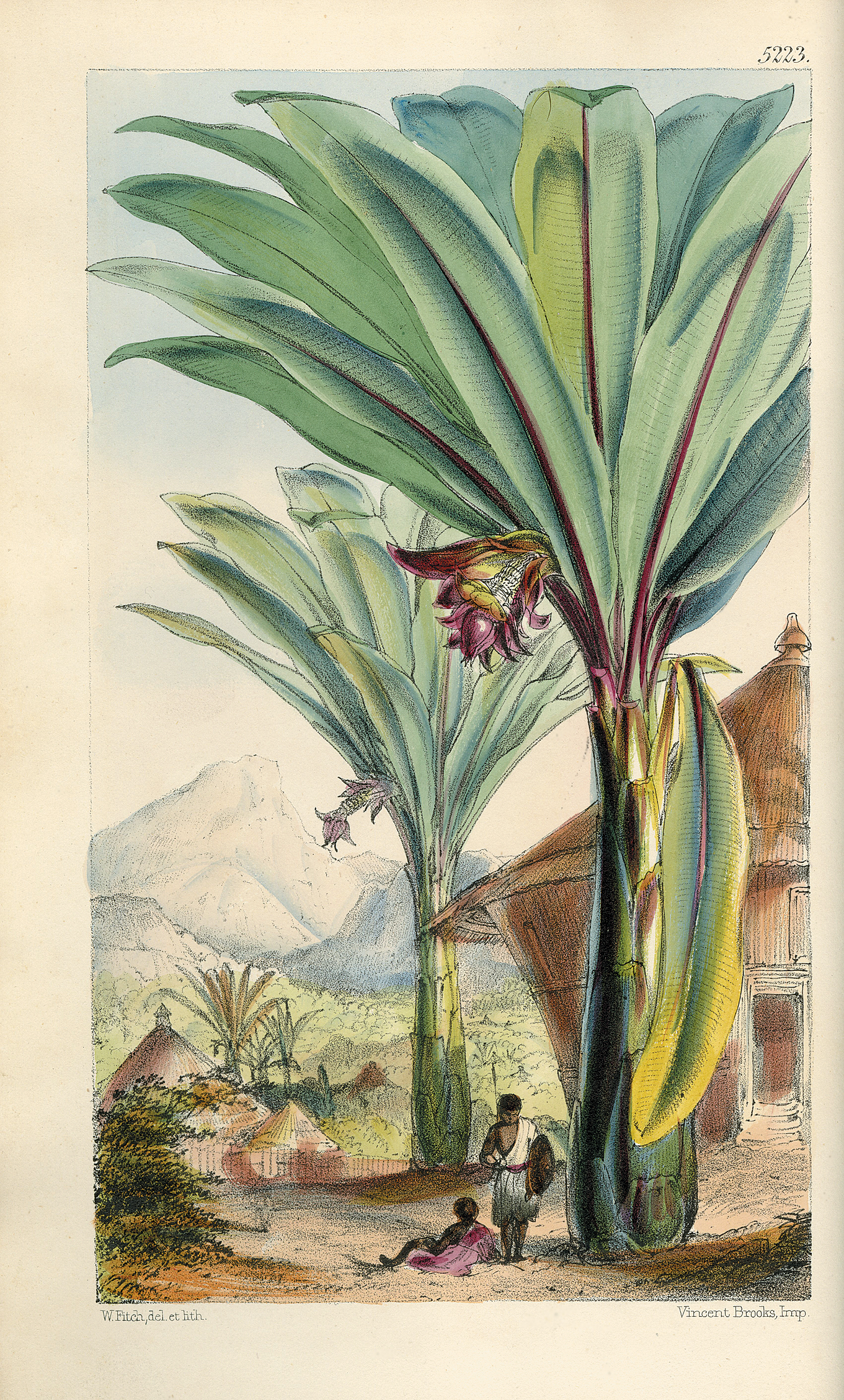 A lithograph of Ensete ventricosum.