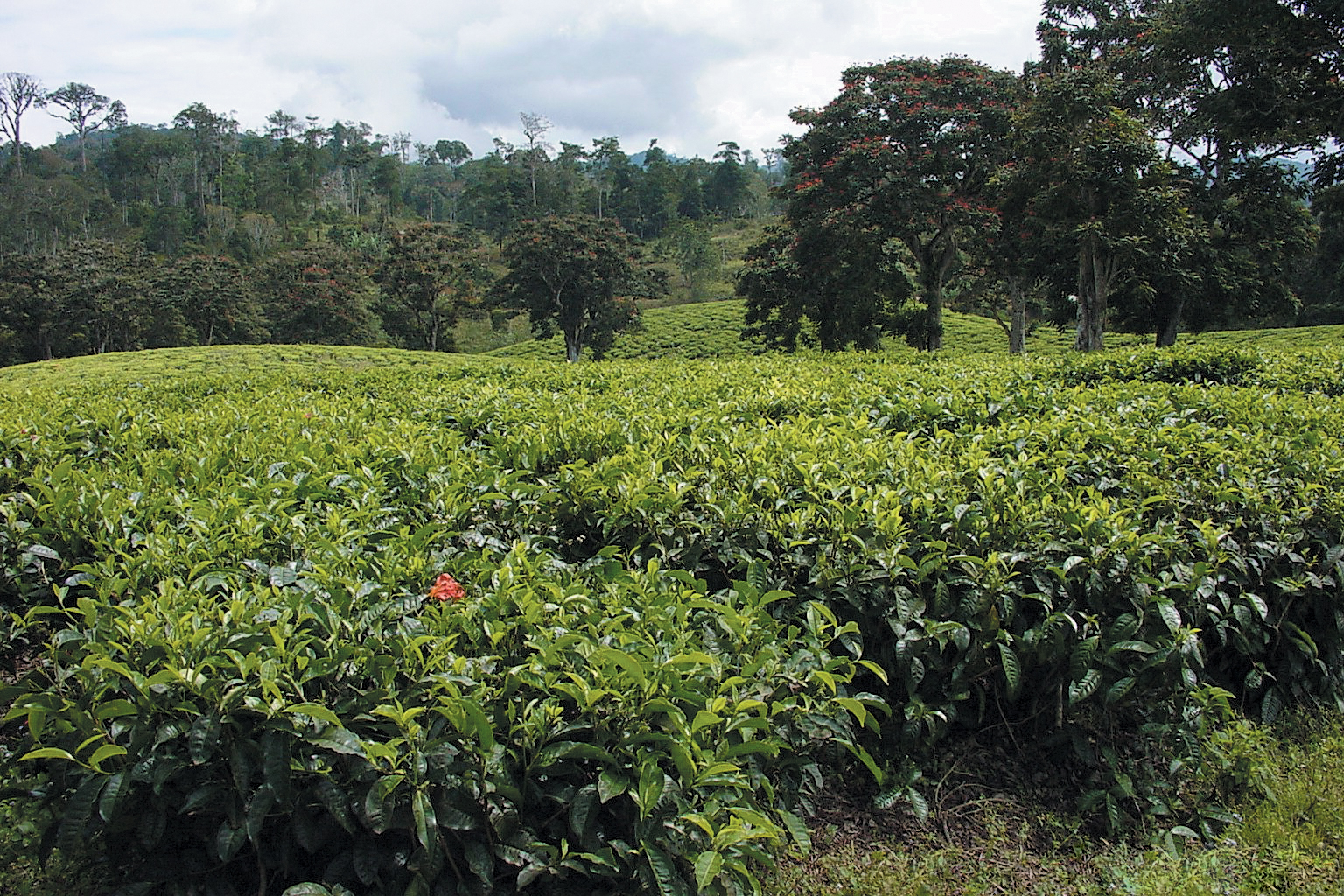 A color photo of a tea plantation in Tanzania