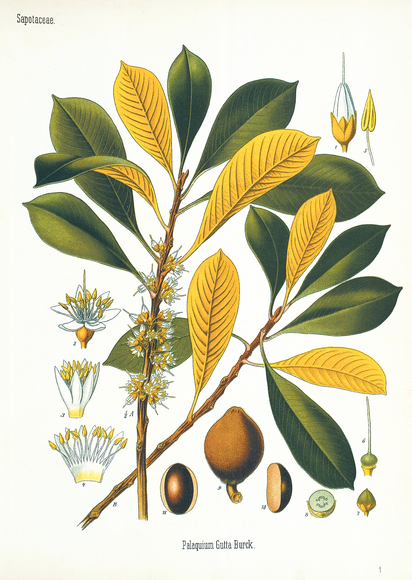 A color illustration of the gutta-percha tree.
