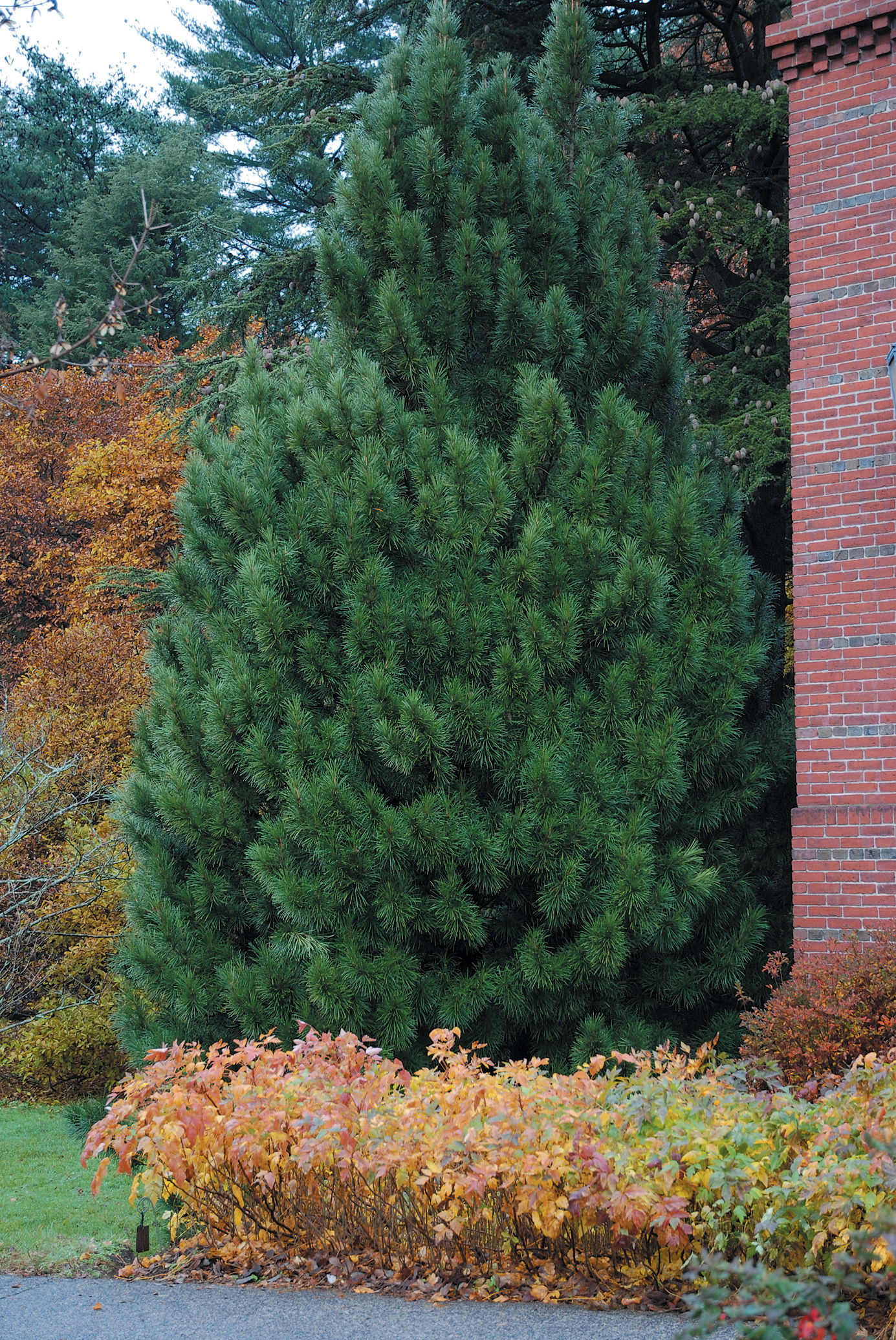 A color photo of Japanese umbrella pine.