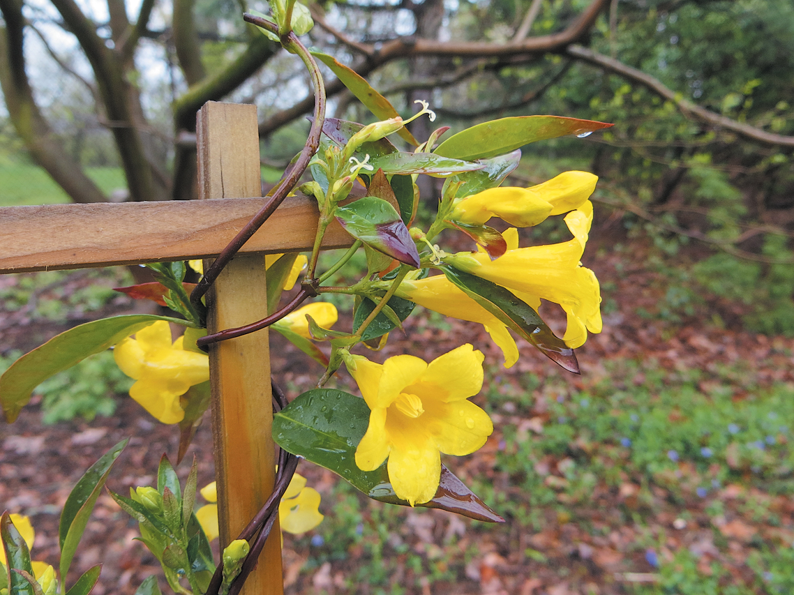 A color photo of Carolina jessamine blossoms.