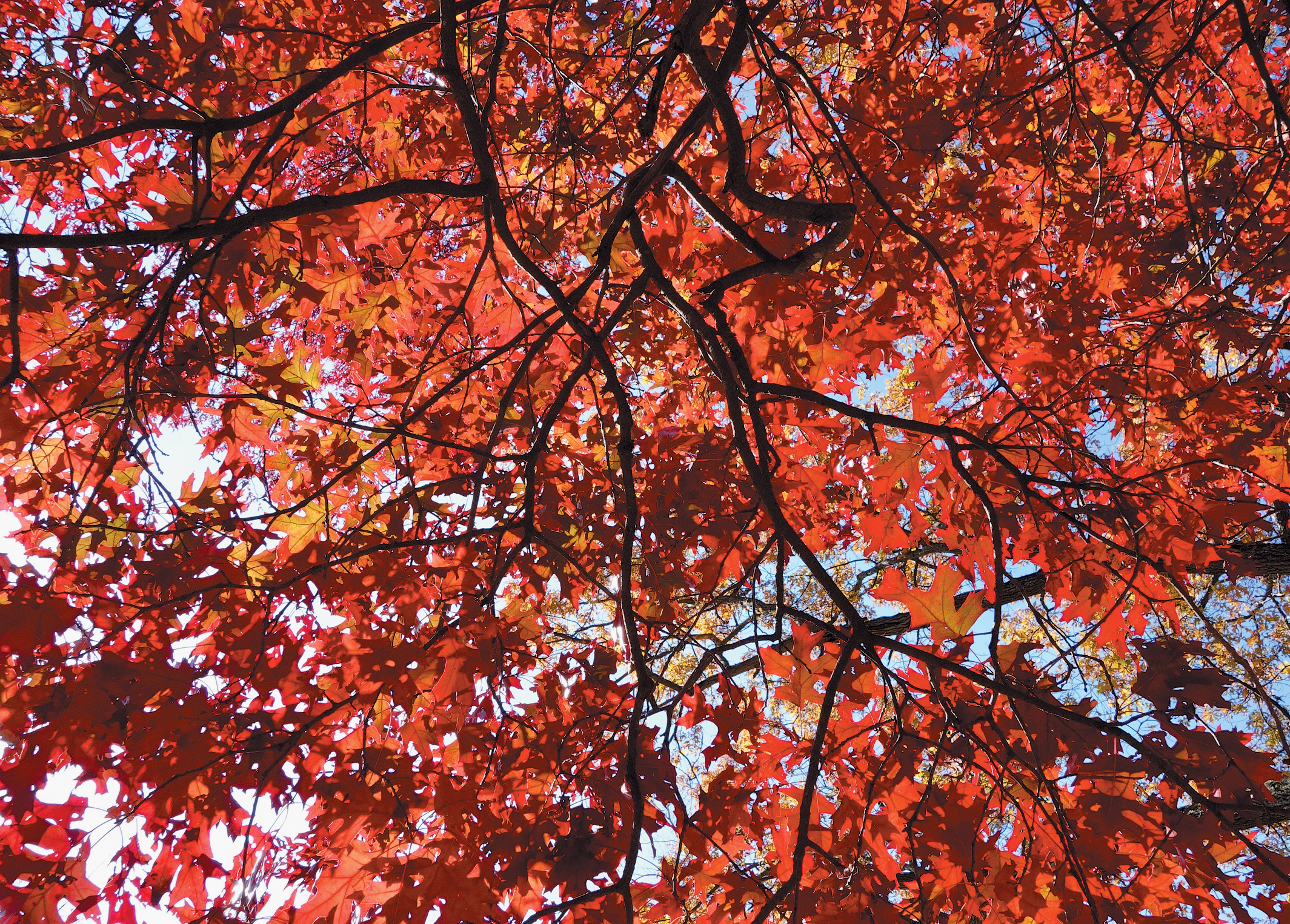 A color photo of red leaves on a black oak.