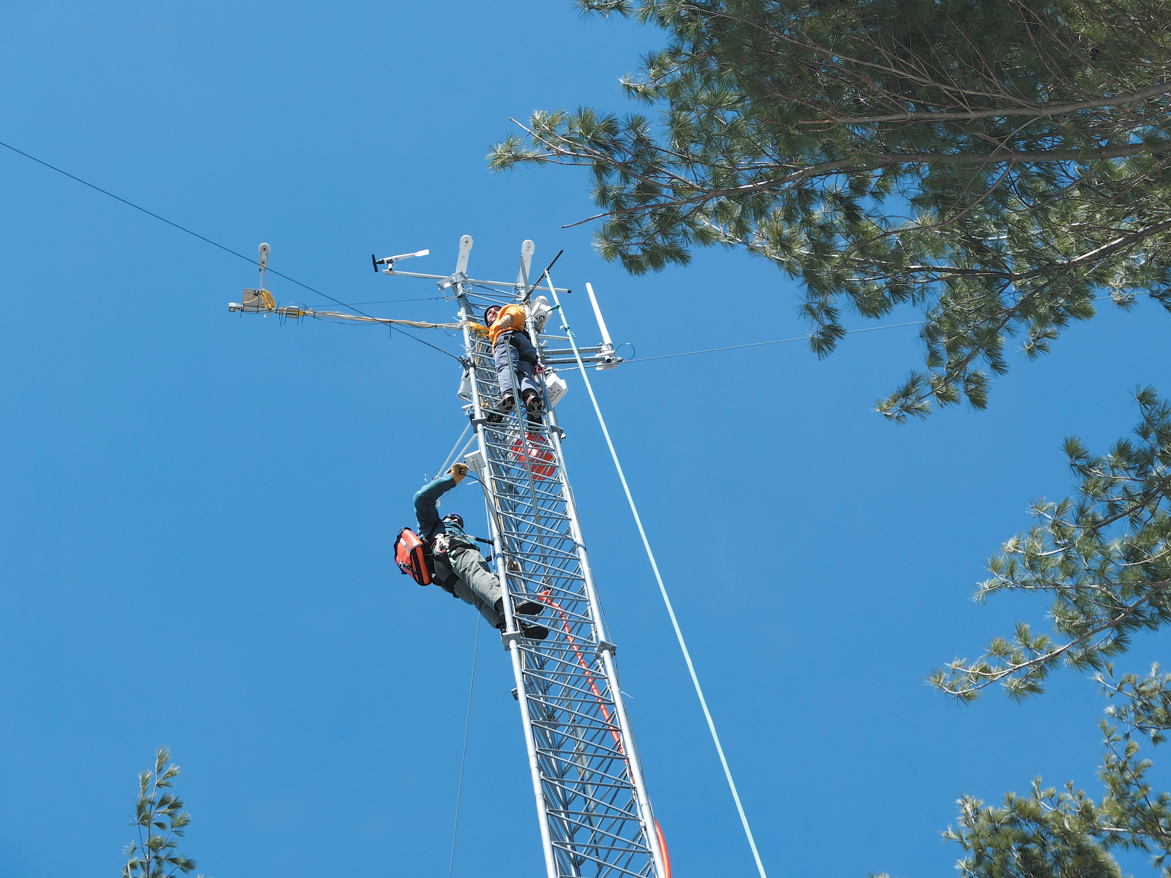 A color photo of an observation tower in Harvard Forest.