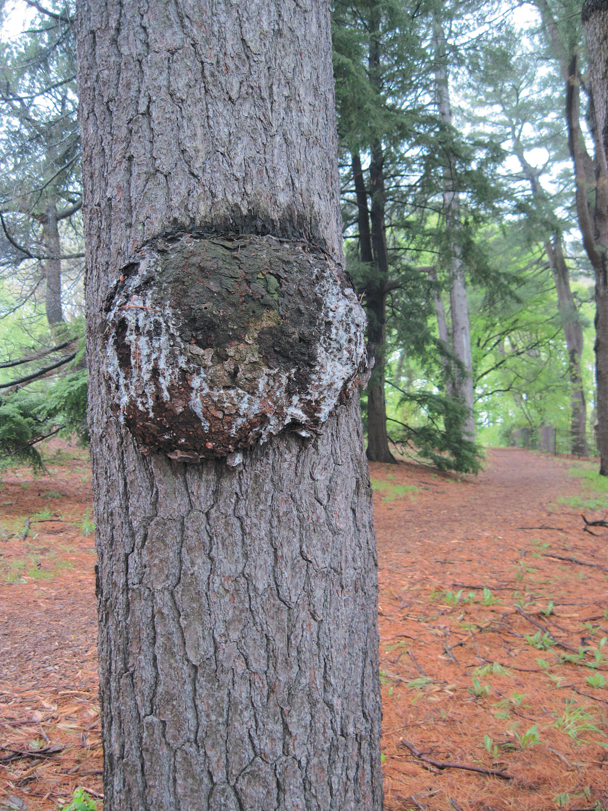 A color photo of sap oozing from a pine tree.