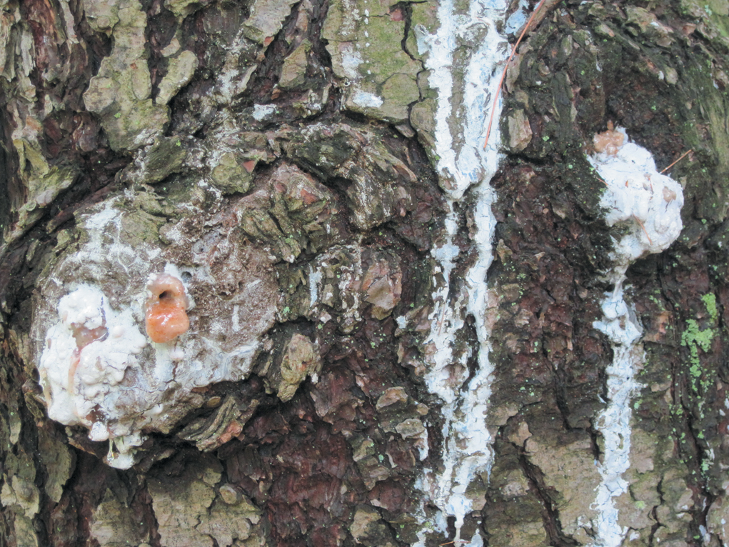 A close-up color photo of sap on a conifer.