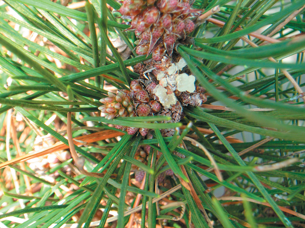A color photo of pine resin on a black pine shoot,