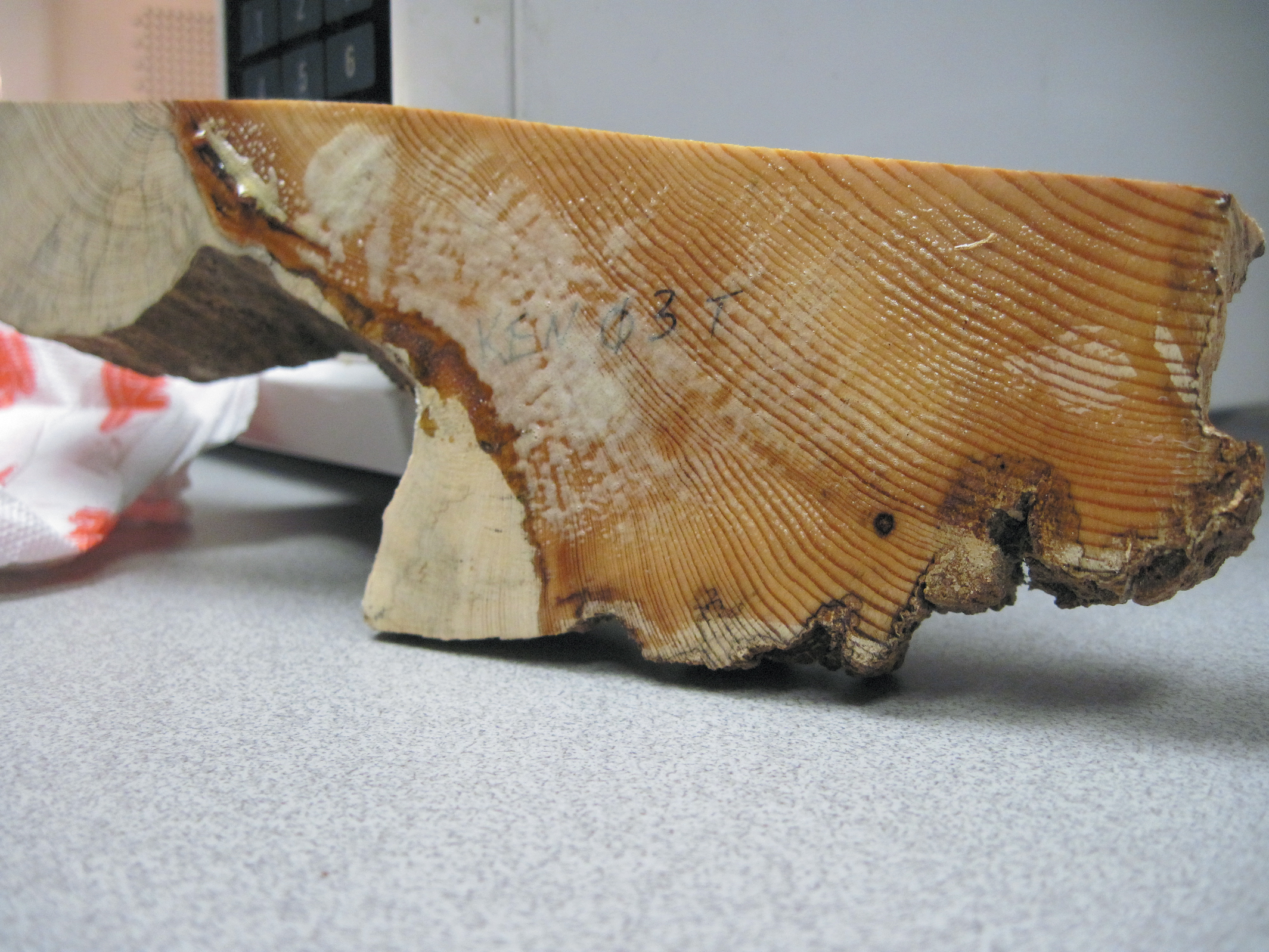 A color photo of a piece of pine wood.