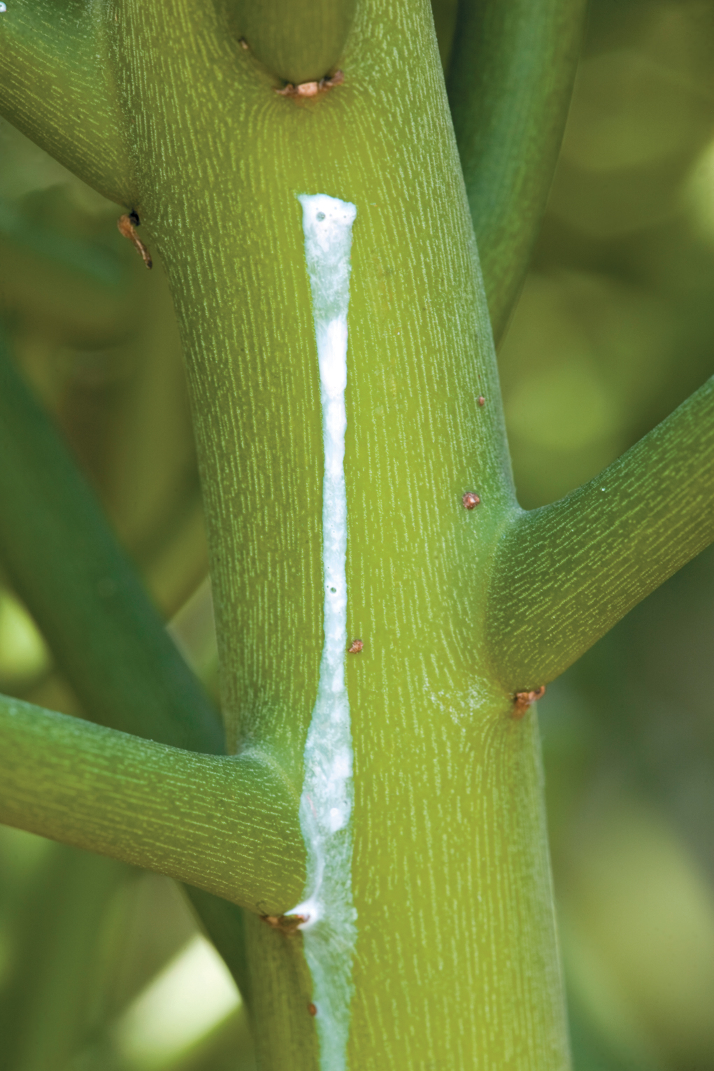A color photo of a Euphorbia tirucalli stem.