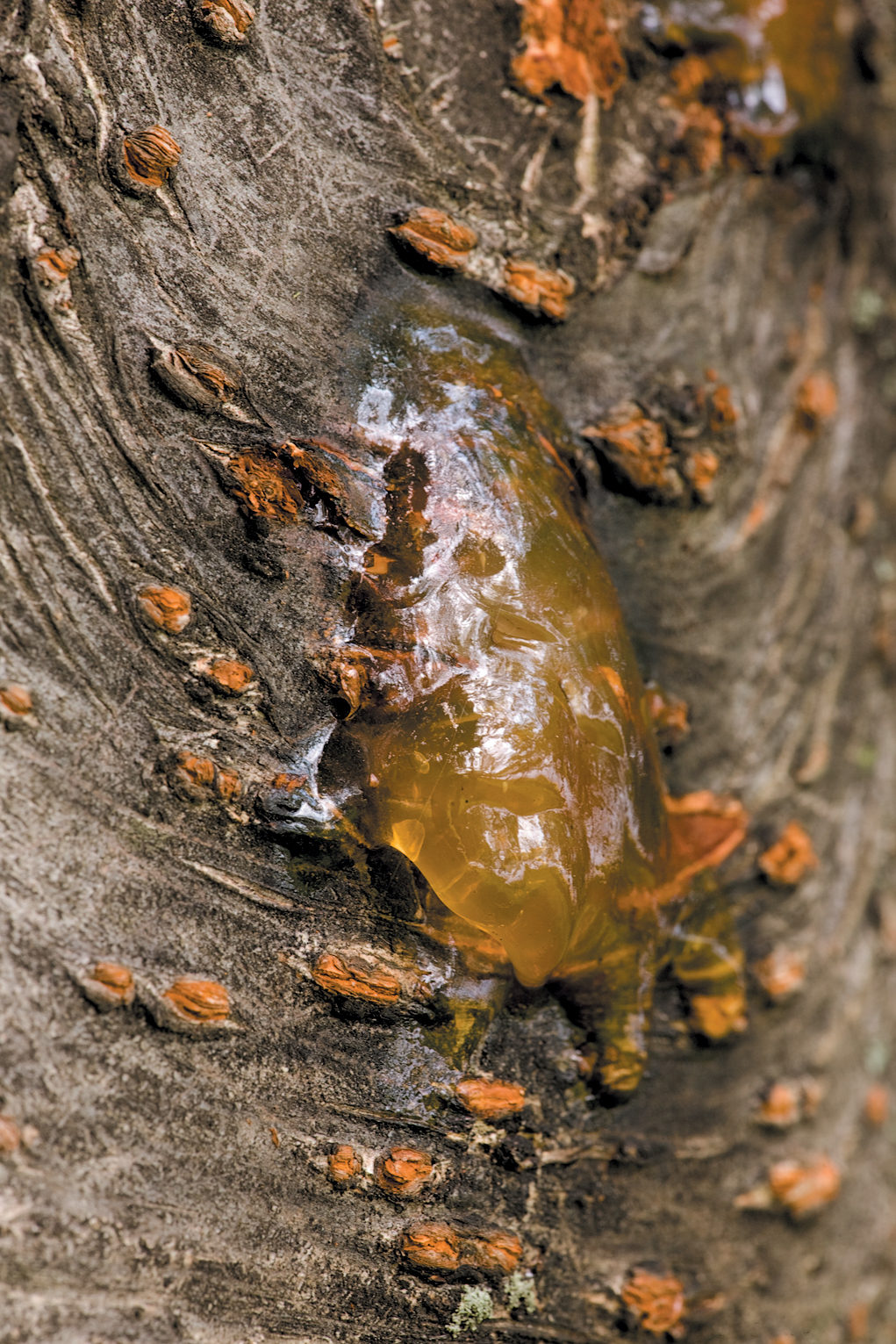 A color photo of sap on a Yoshino cherry.