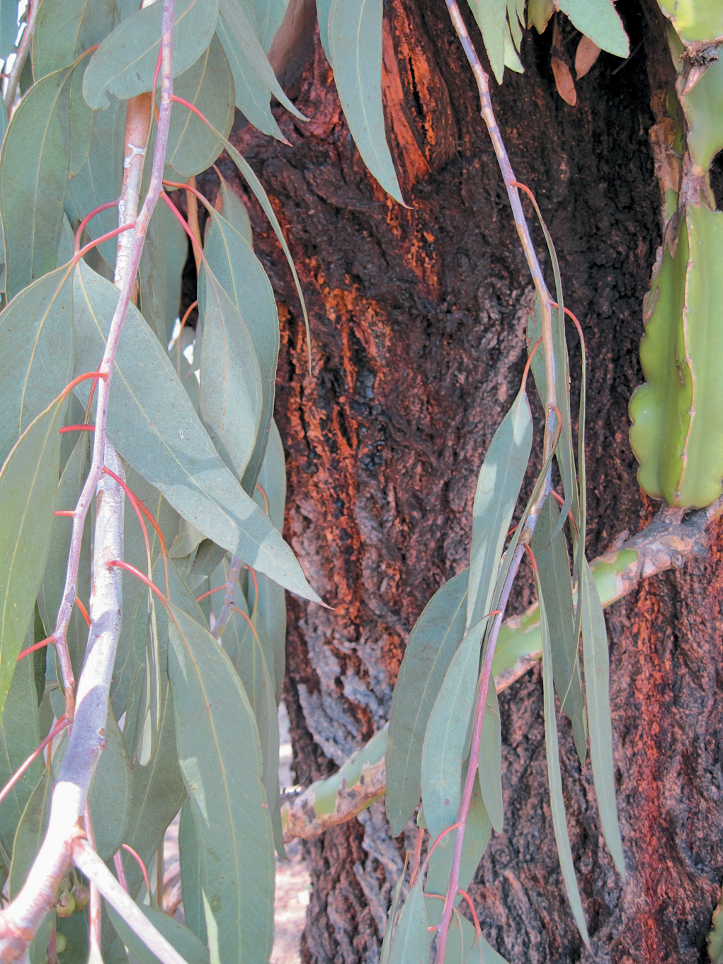A color photo of Eucalyptus sideroxylon.