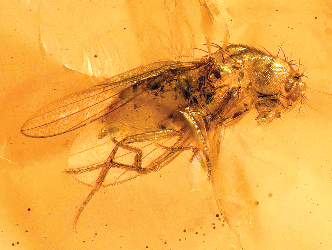 A color photo of a fly in amber.