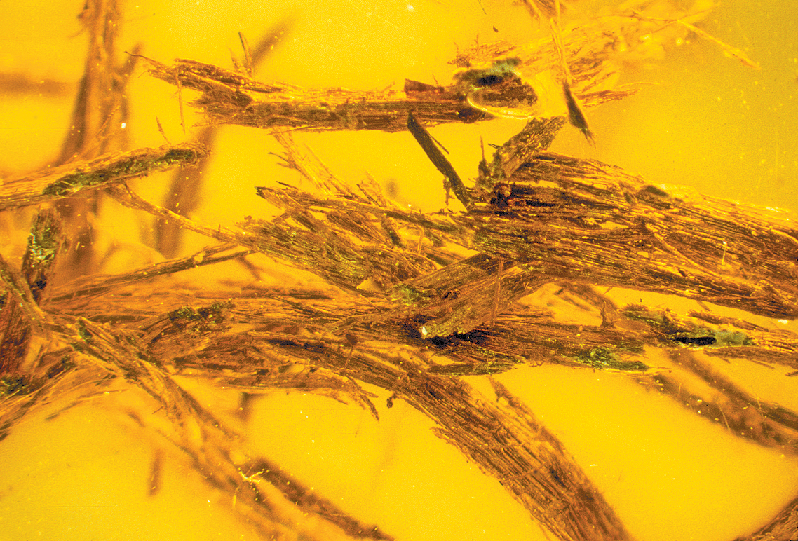 A color photo of wood fibers in amber.