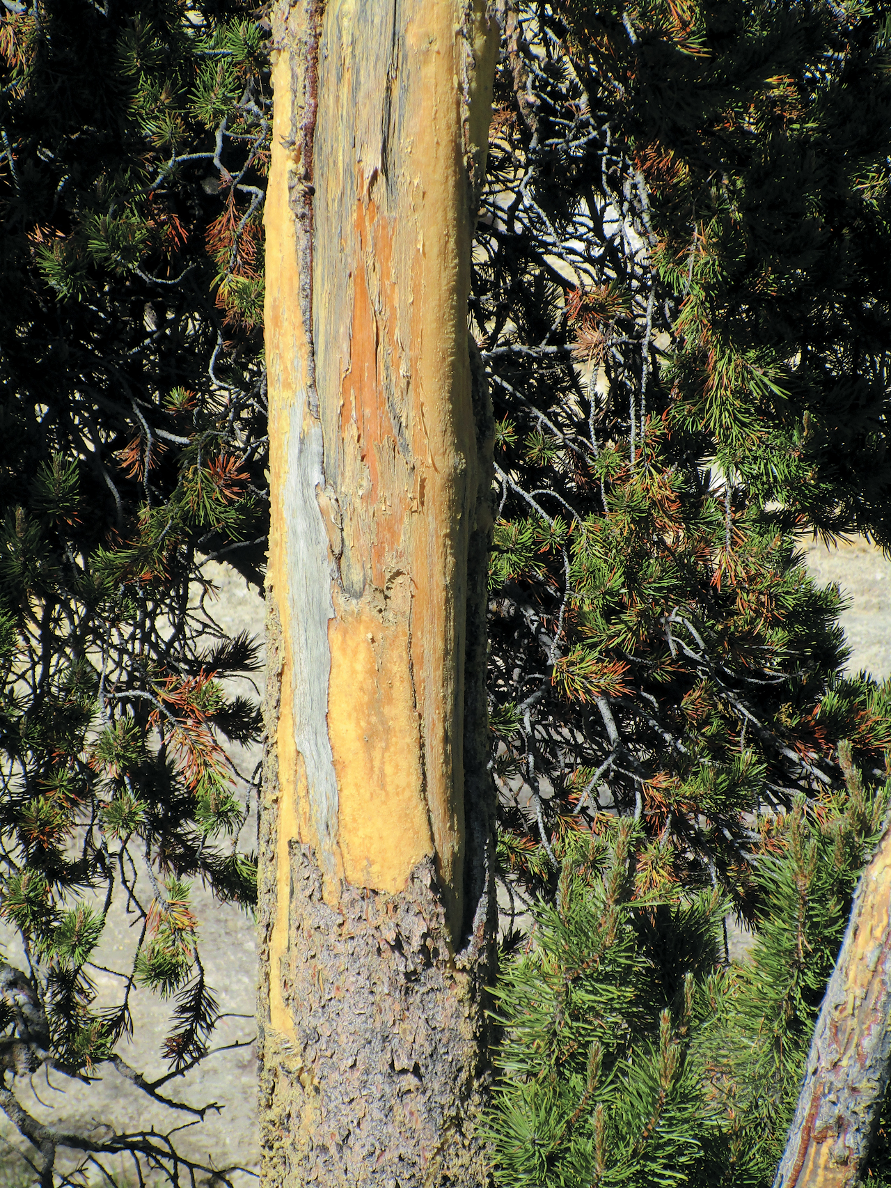 A color photo of a debarked lodgepole pine.