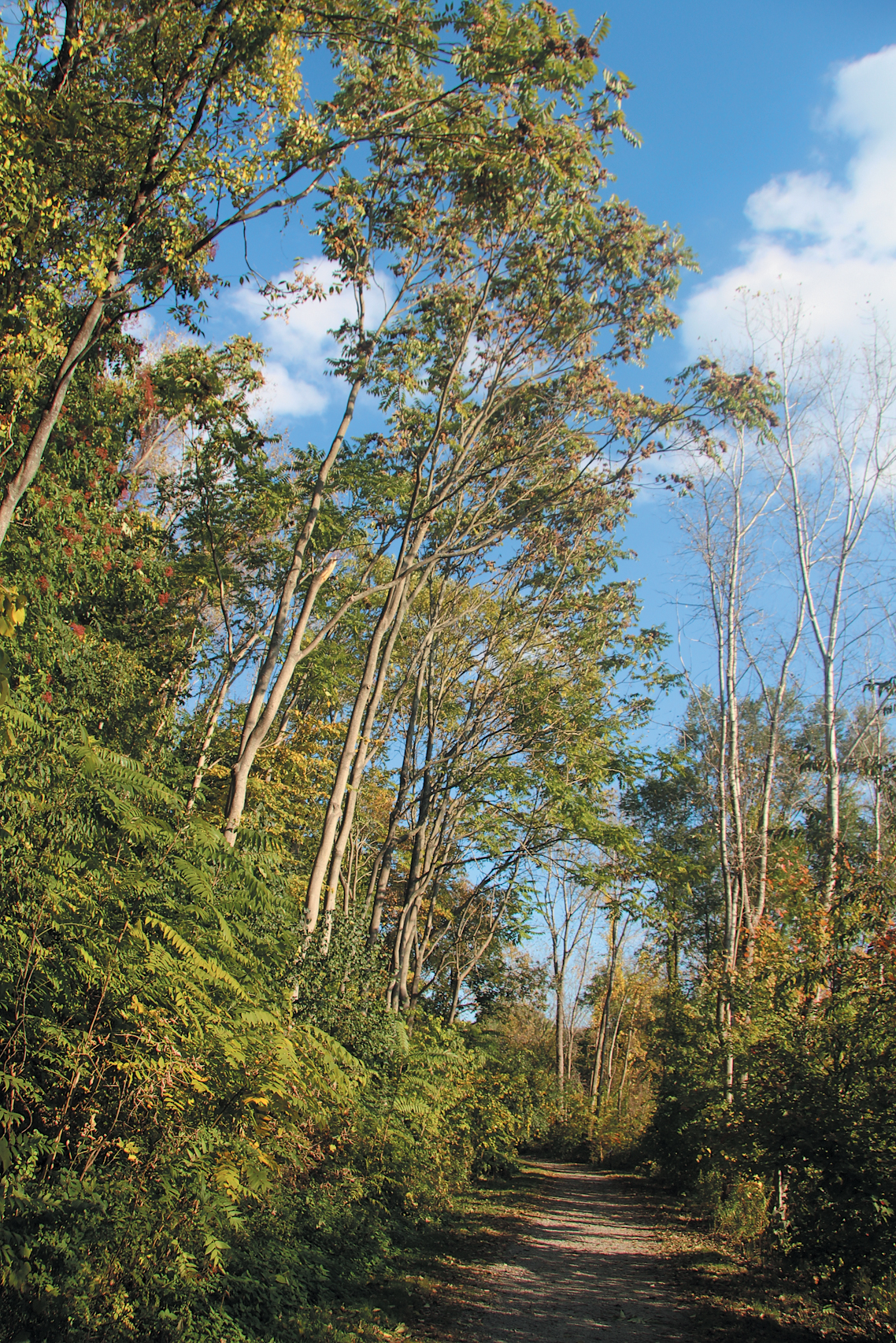A color photo of a tree-of-heaven.