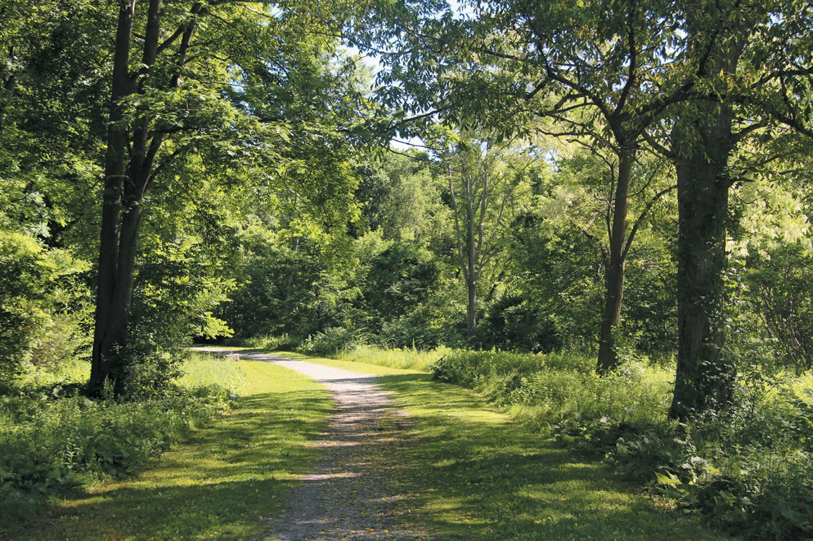 A color photo of a path in Bussey Brook Meadow.