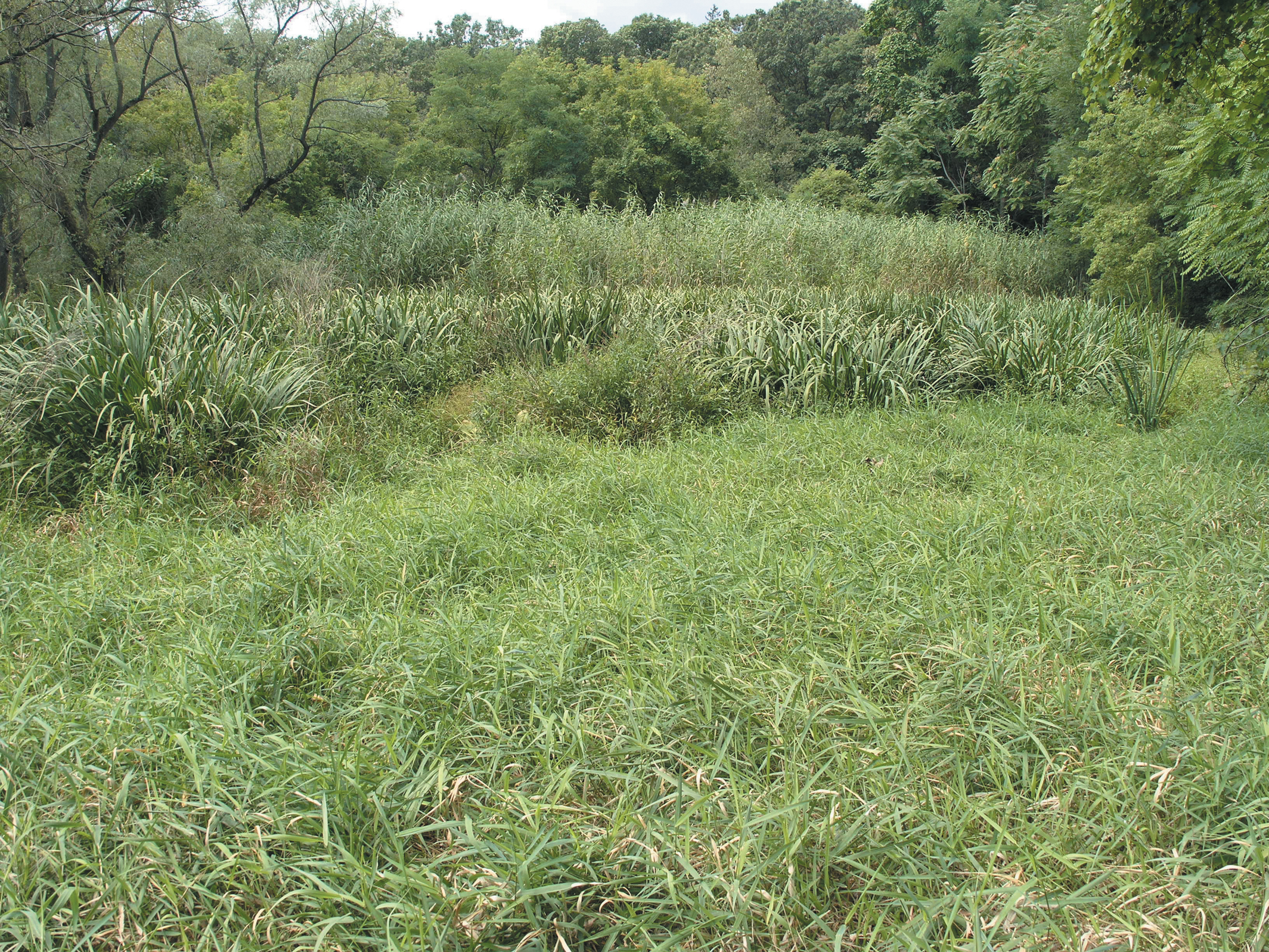 A color photo of a wetland area.