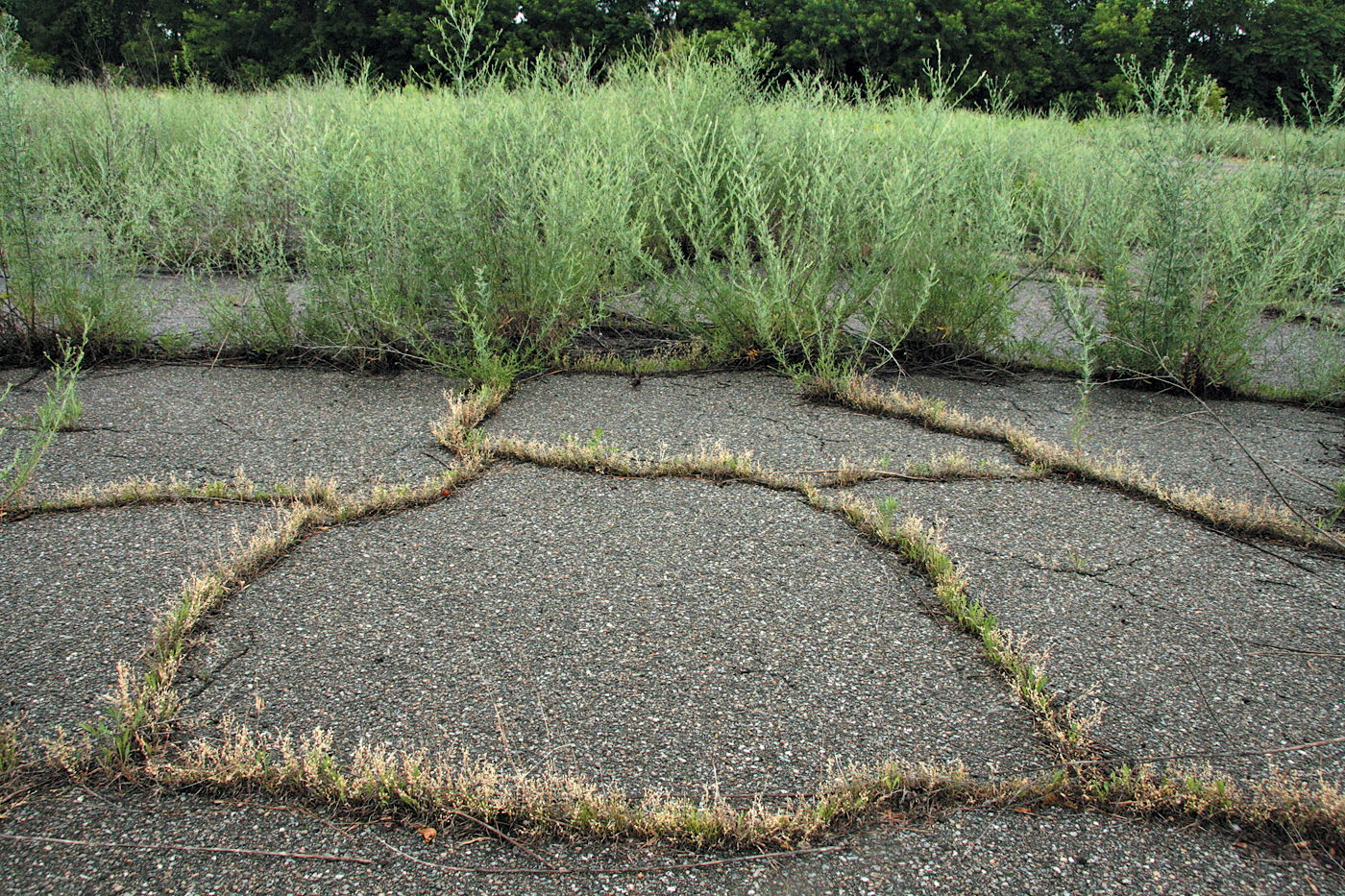 A color photo of cracked pavement.