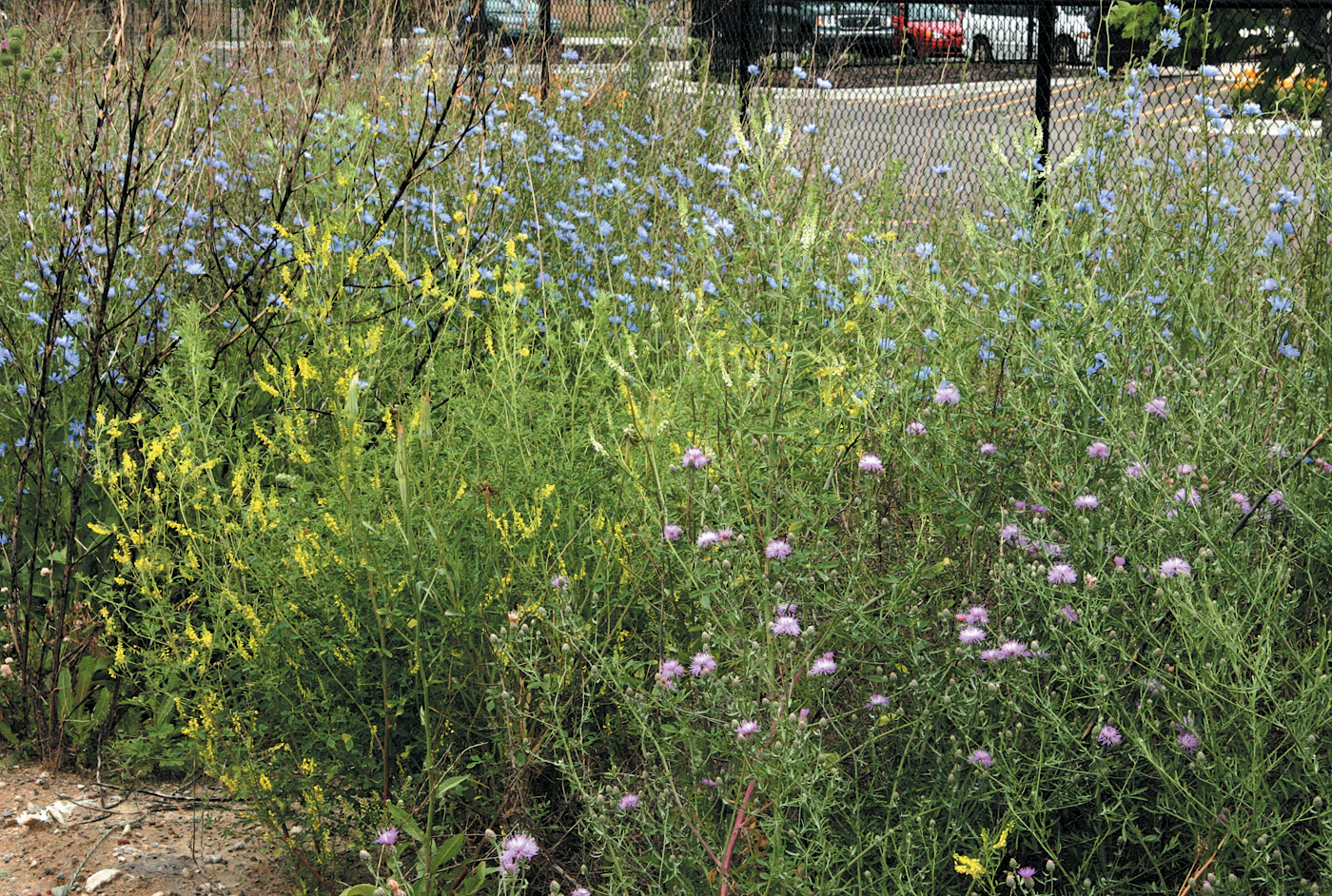 A color photo of plants growing near a city street.