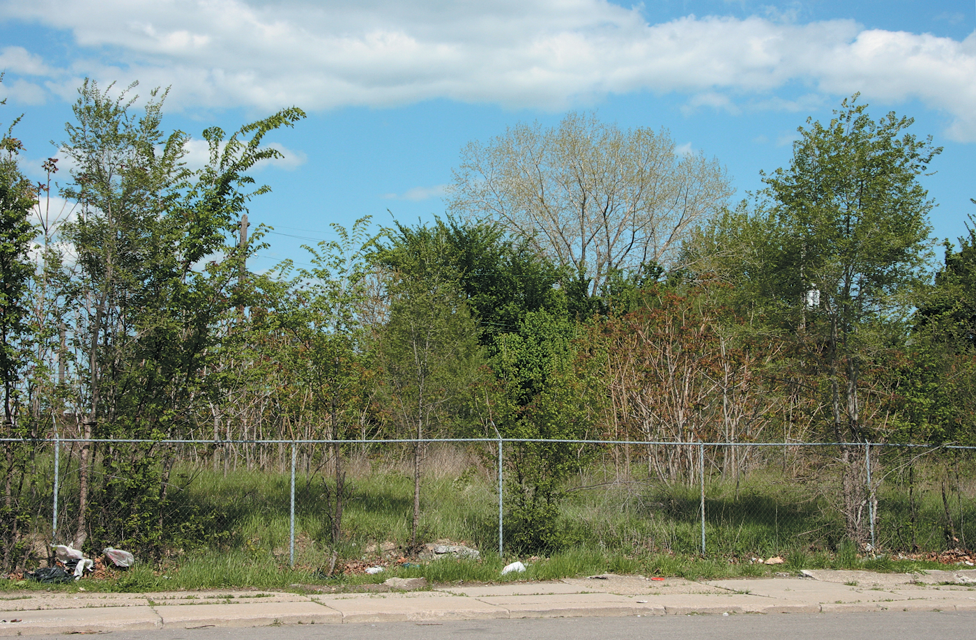 A color photo of trees in a lot in Detroit.