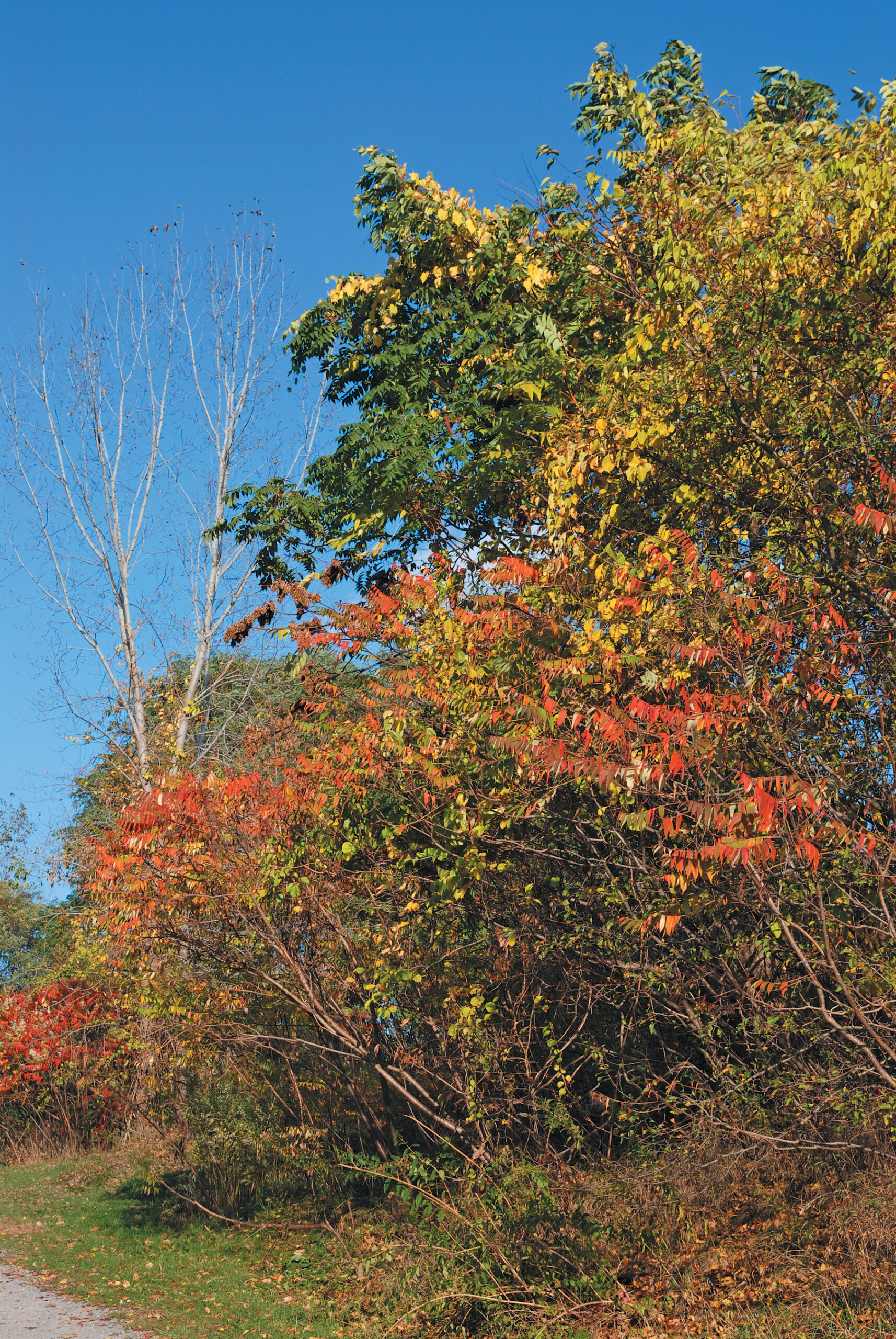 A color photo of trees in autumn