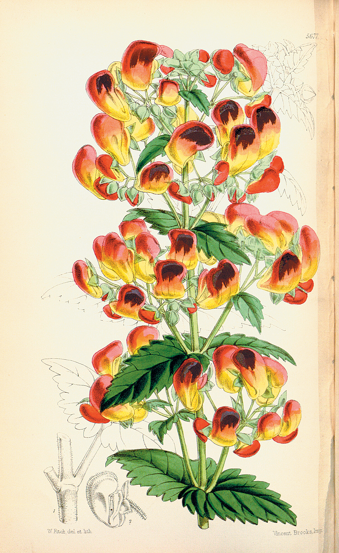 A color plate showing South American calceolarias.