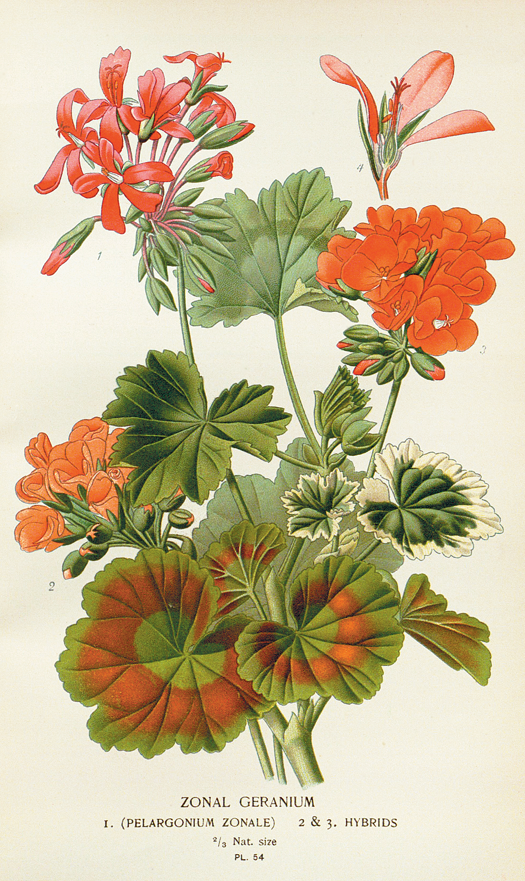 A color plate showing zonal pelargonium.