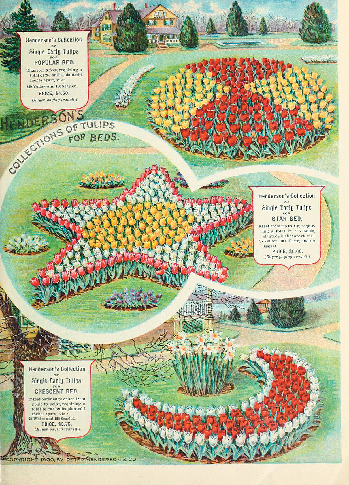 A color page from a catalog showing tulip bedding patterns.