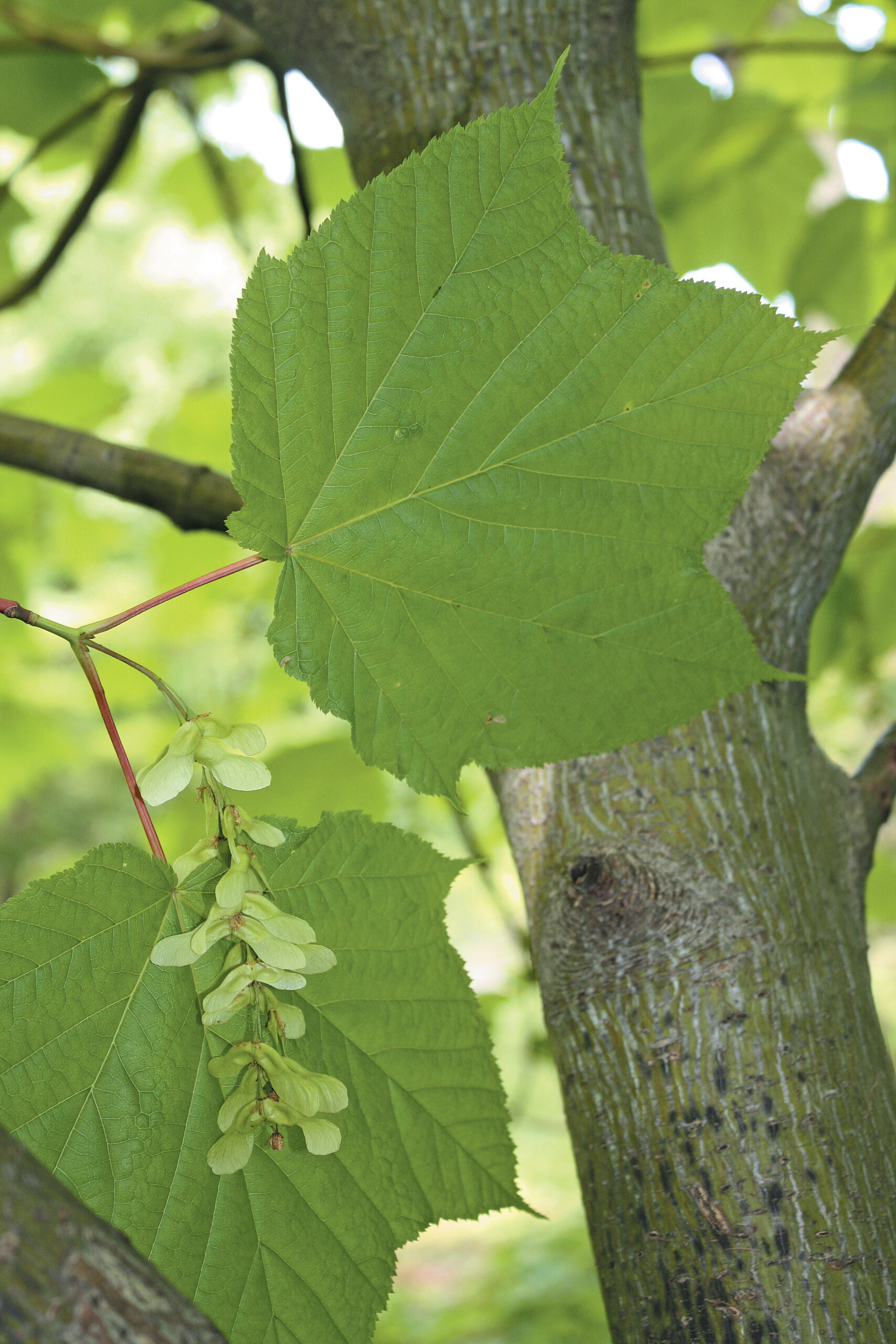 A color photo of Acer pensylvanicum foliage.