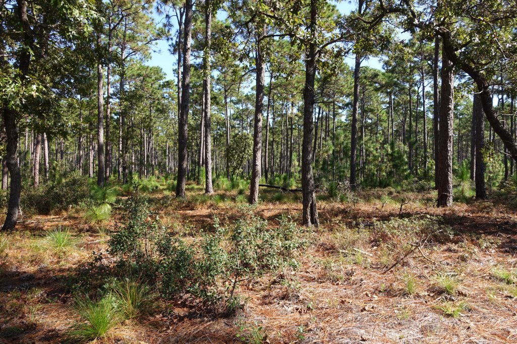 Fire-adapted longleaf pine forest in the natural lands at Brookgreen Gardens in South Carolina, with pines in various phases of post-fire development.
