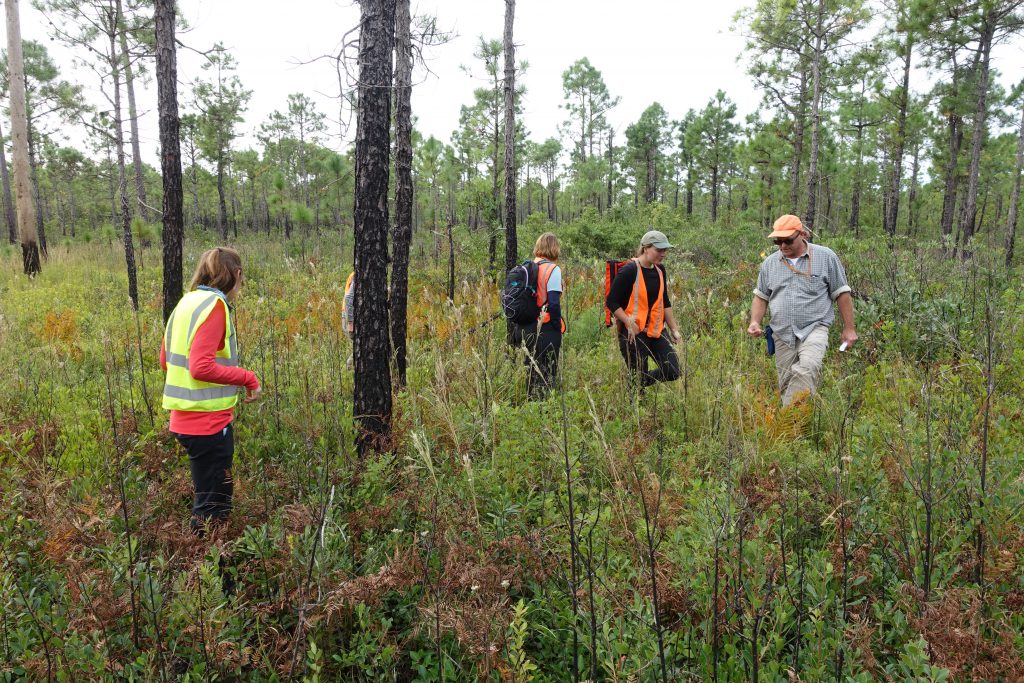 Jenna, Cat, and Jess (others team members hidden from view) botanize with Andy Walker in a fire-adapted longleaf pine forest at the Croatan National Forest in North Carolina.