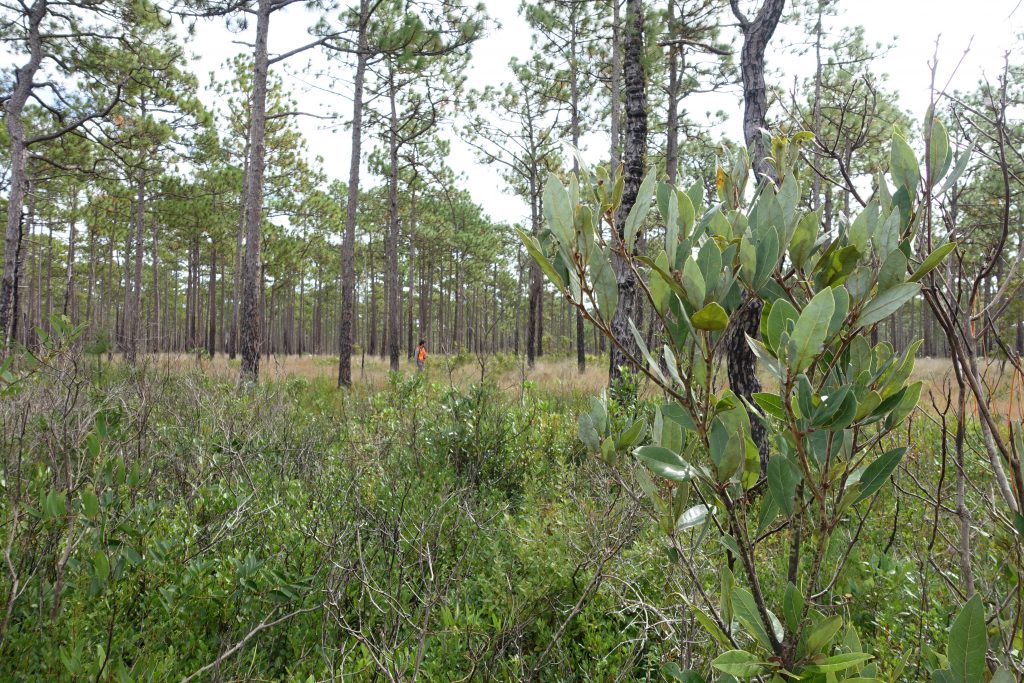 Persea palustris (swamp bay, foreground) grows in the ecotone between longleaf pine savannas and pond pine pocosins in North Carolina; Ethan scouts for other plants of interest in the background.