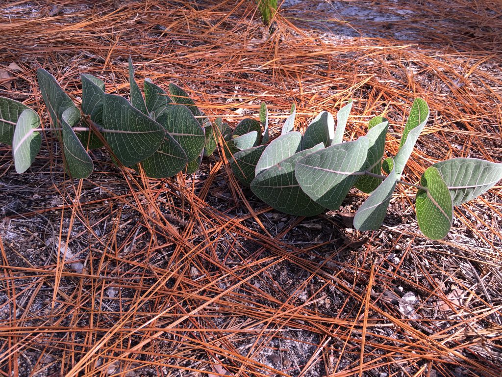 Asclepias humistrata (sandhill milkweed) growth habit, in the understory of longleaf pine savanna in South Carolina.