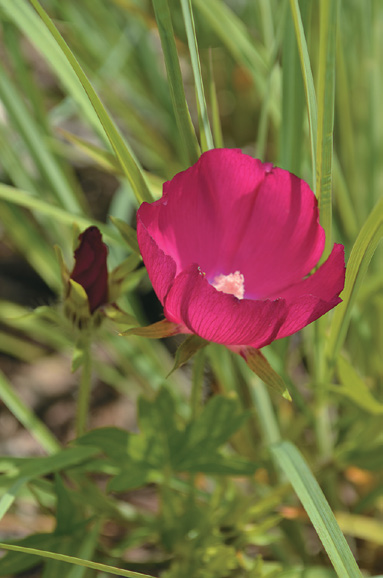Color photograph of poppy