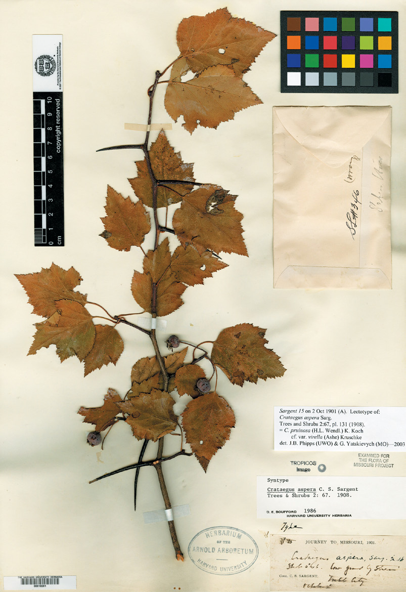 Photograph of herbarium specimen