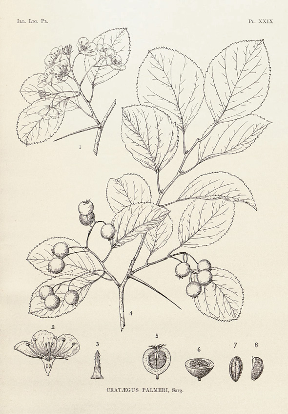 Illustration of plant showing leaves and fruit