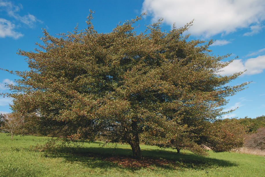 Color photograph of tree